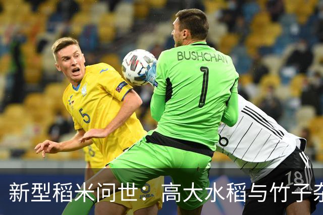 新型稻米问世：高大水稻与竹子杂交，清香四溢引人注目